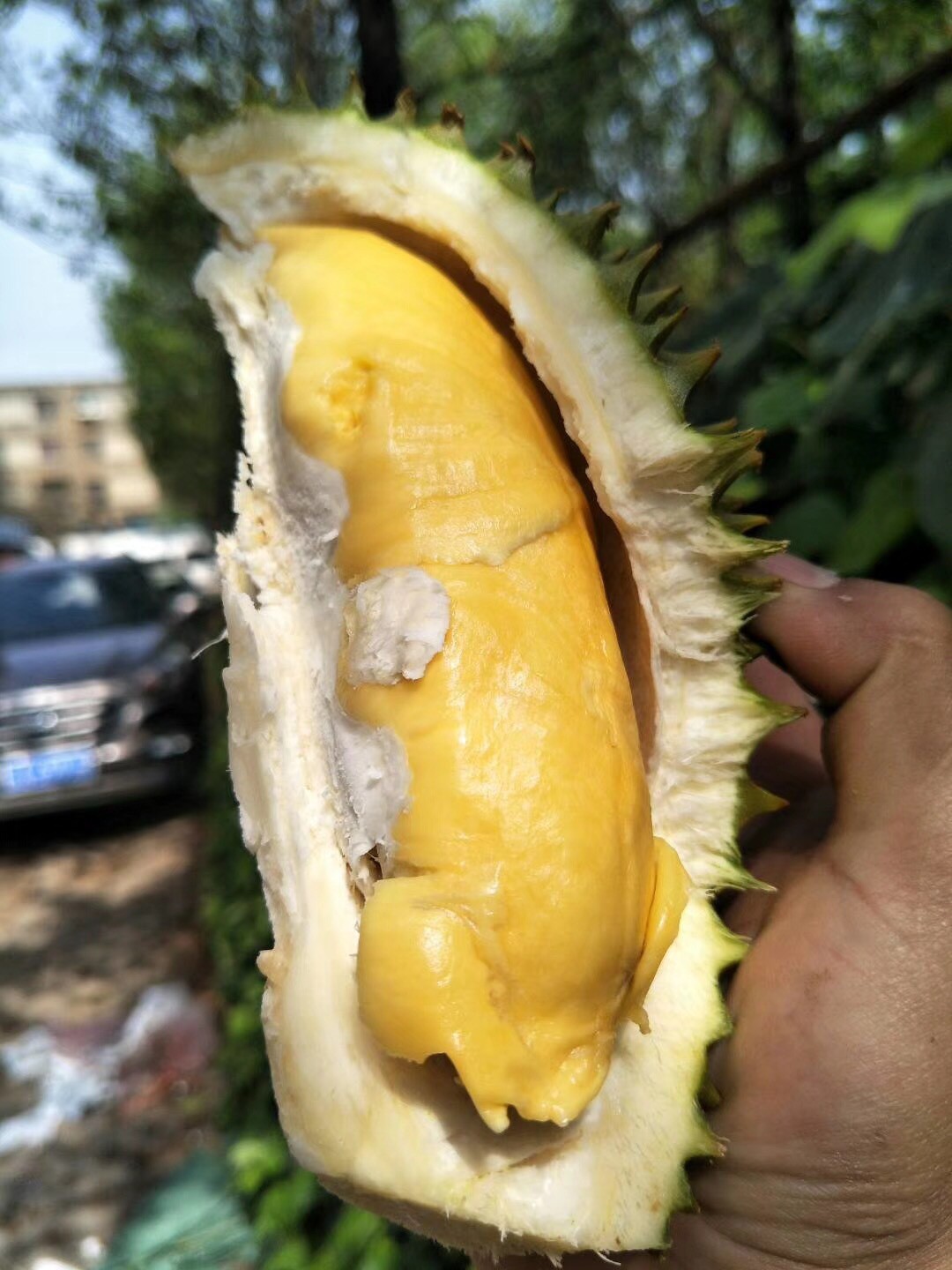 托曼尼榴莲熟了