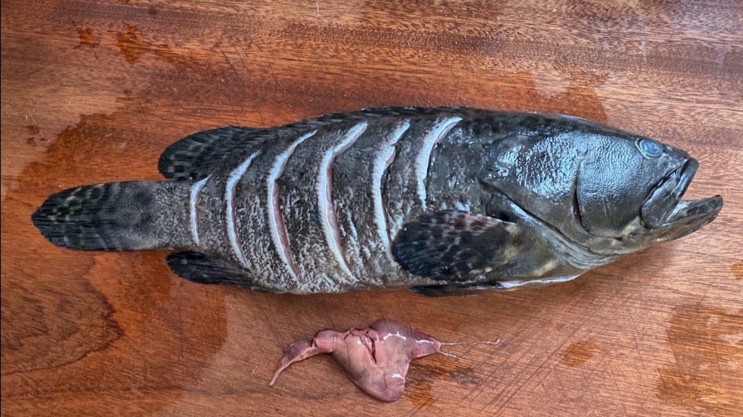 补上昨天的作业【清蒸龙胆石斑鱼】话说龙胆石斑鱼的肉质比普通石斑鱼