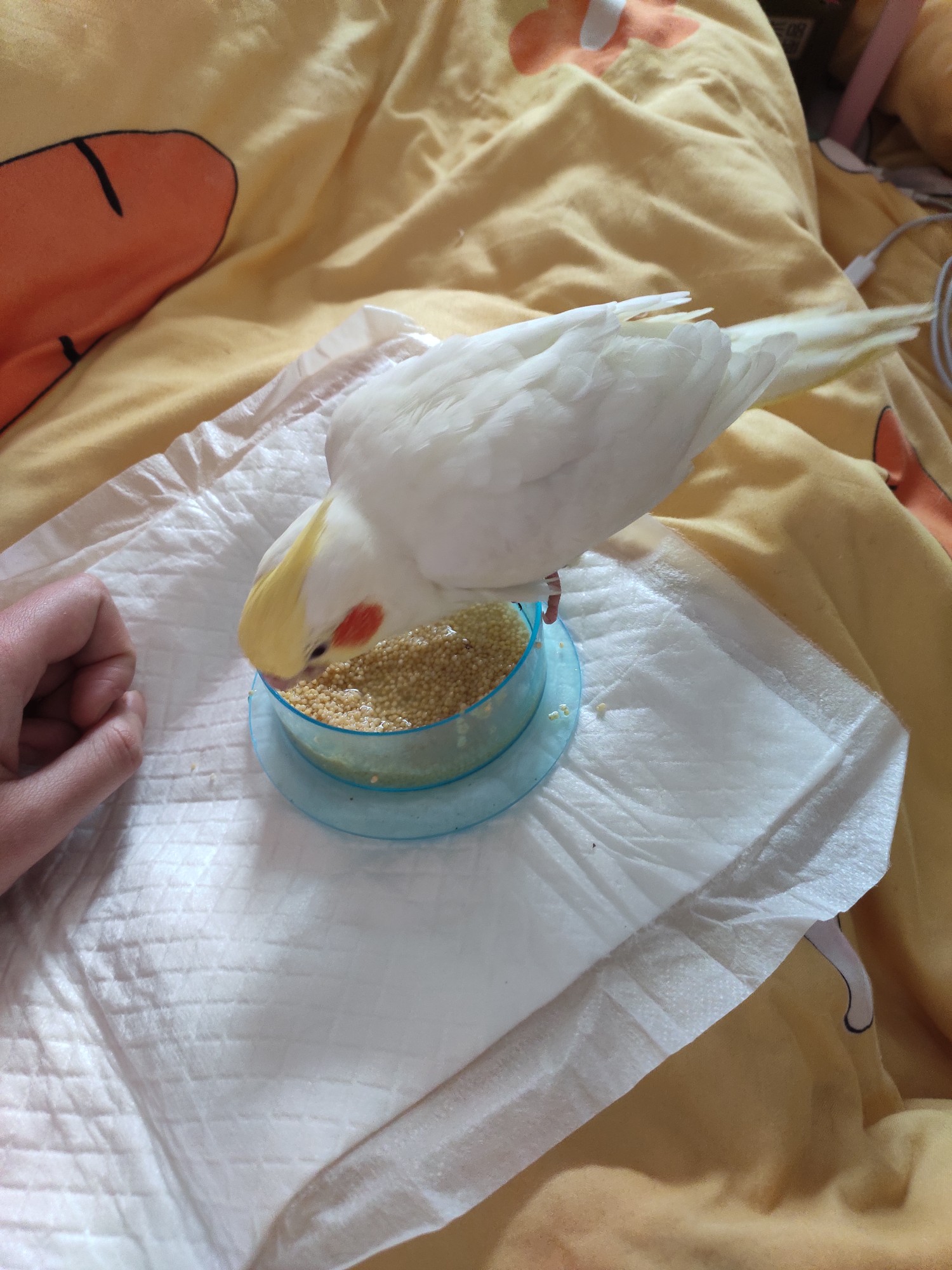 玄凤鹦鹉手养亲人哦