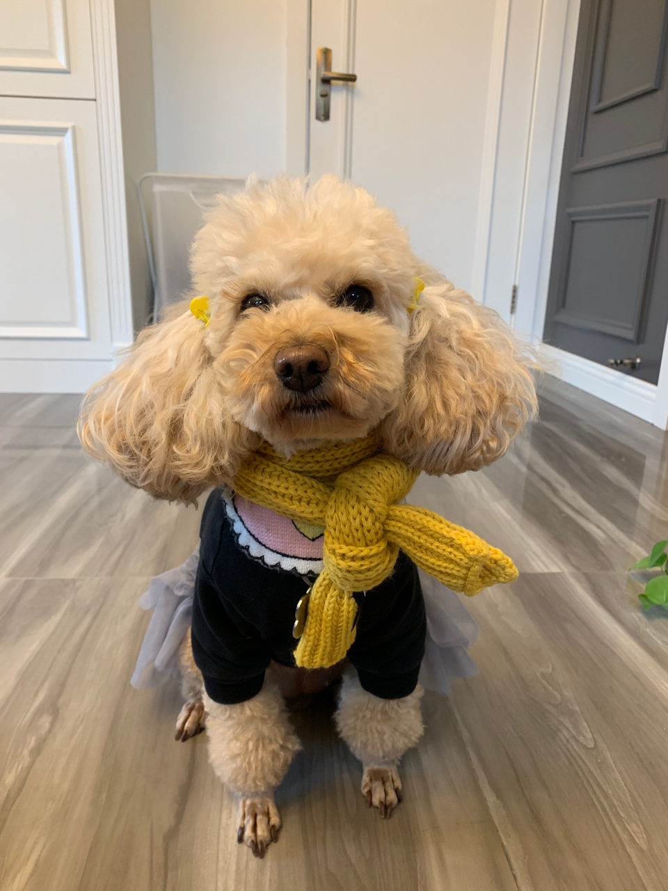 泰迪狗 男朋友啦!