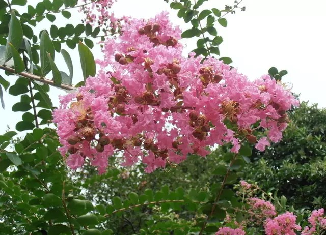 公園裡常見的路邊植物大全看看你能認識幾種