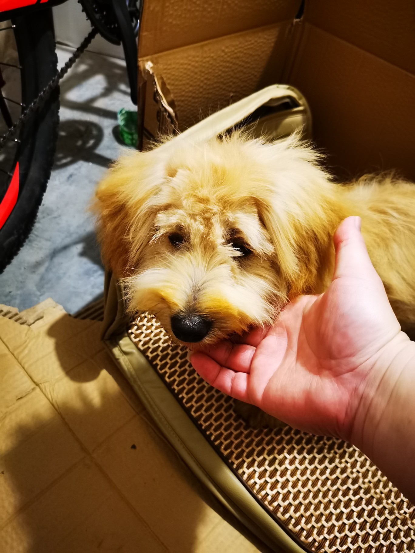 亲人的小汪,有人收养吗