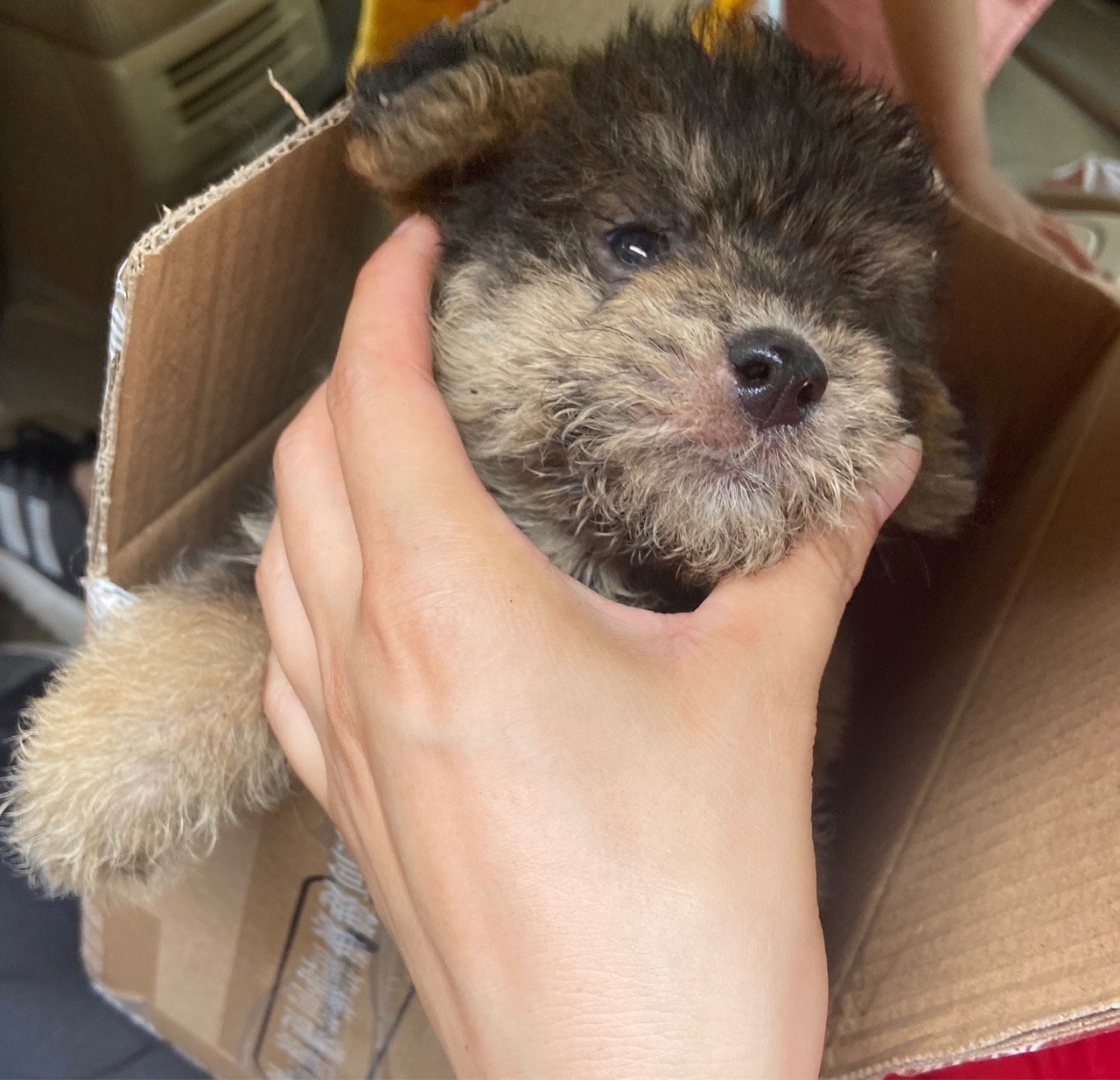 两只母的柴犬泰迪串,需要的联系
