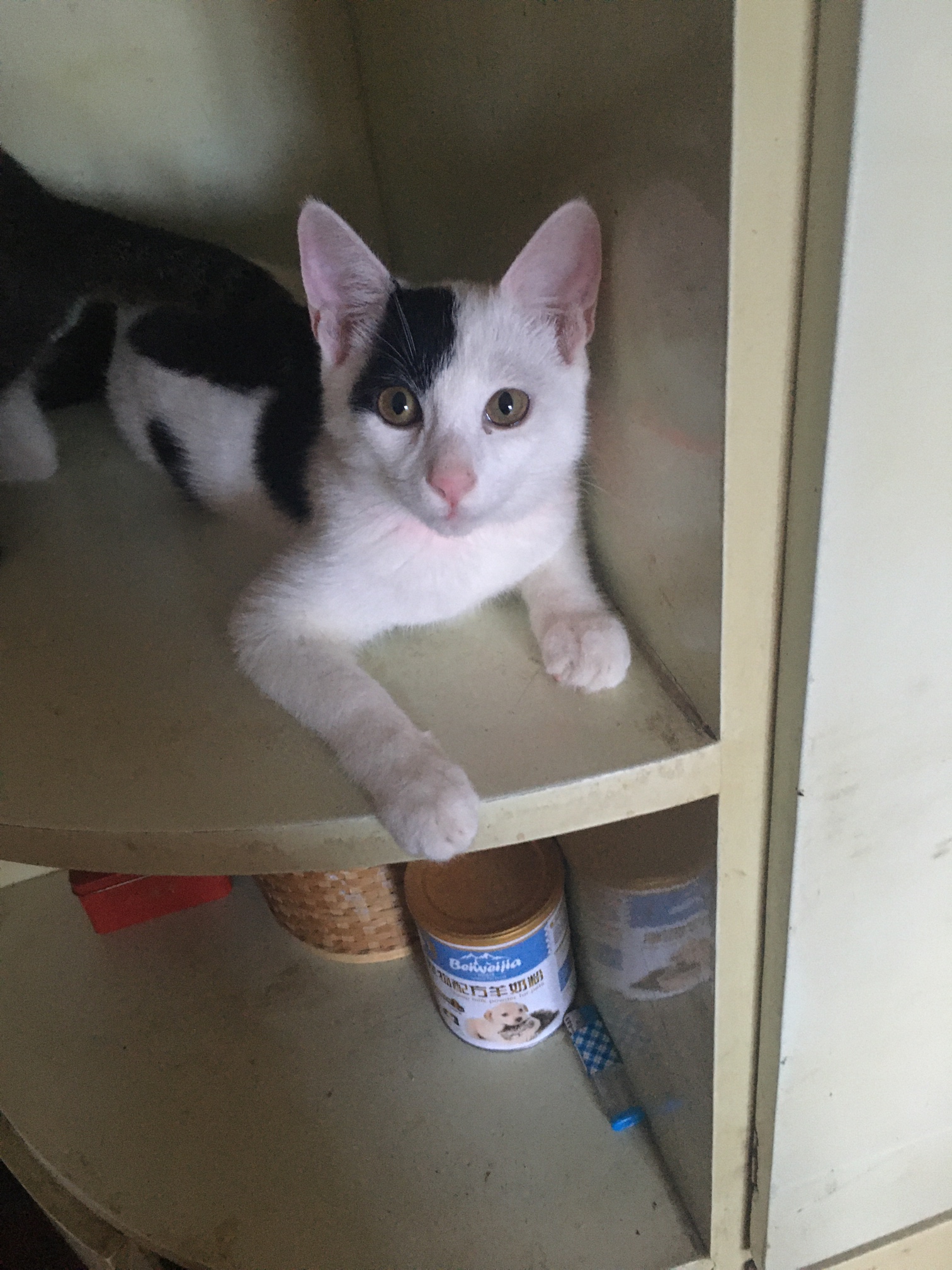 送一只四个月大的公猫