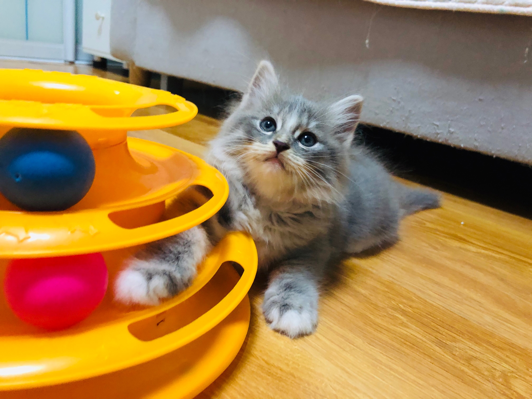 家生小美短最后一只小偿领养啦!