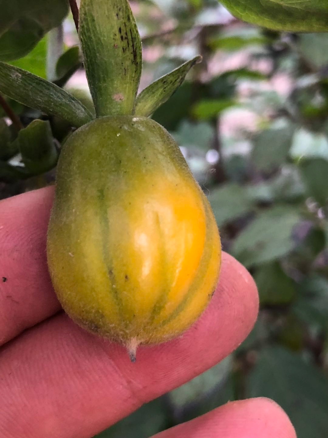 红到发紫的老鸦柿,柿柿如意