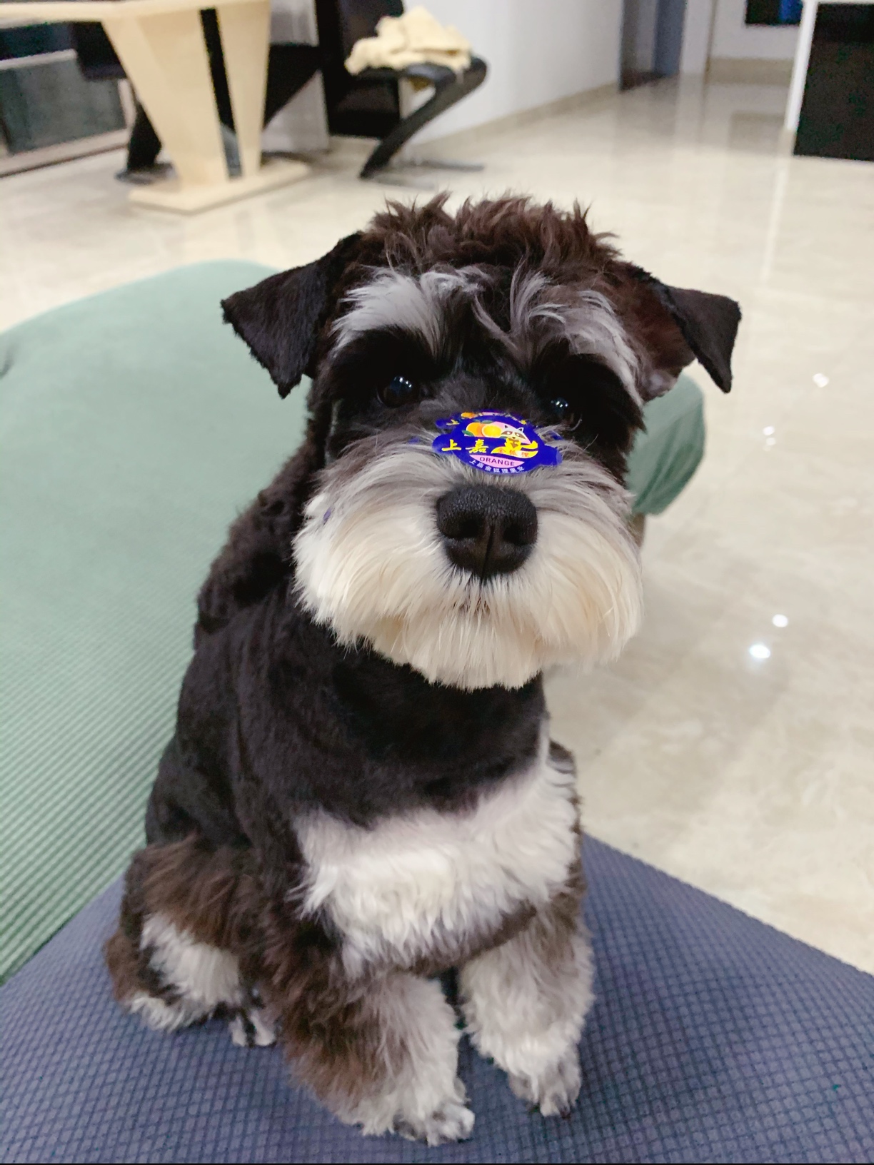 一岁半公雪纳瑞帅酷傻找同城雪纳瑞做老婆