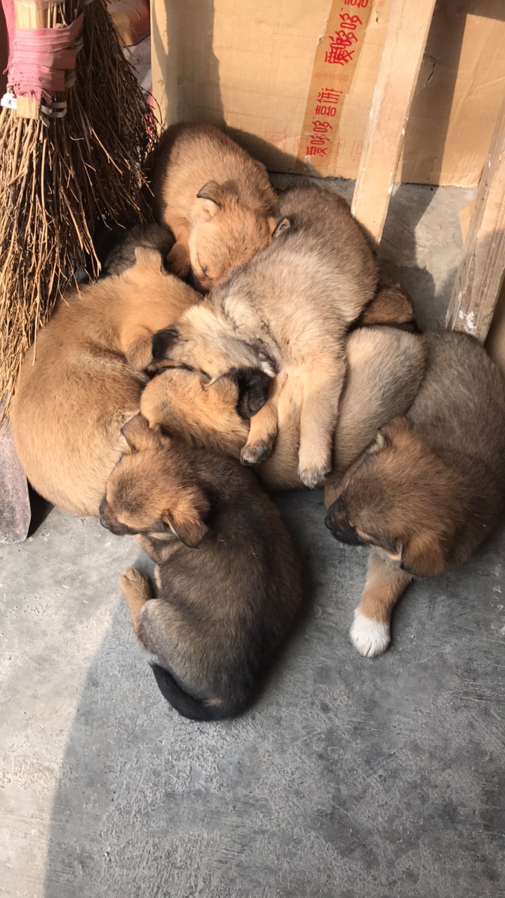 小狗找好心人收养