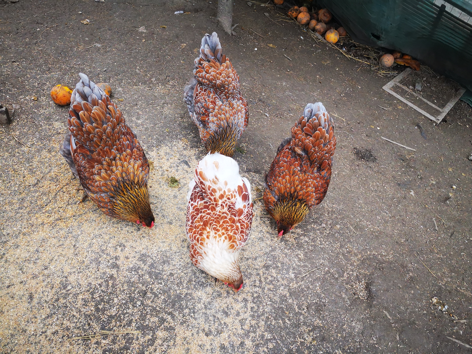 怀特鸡小鸡出售