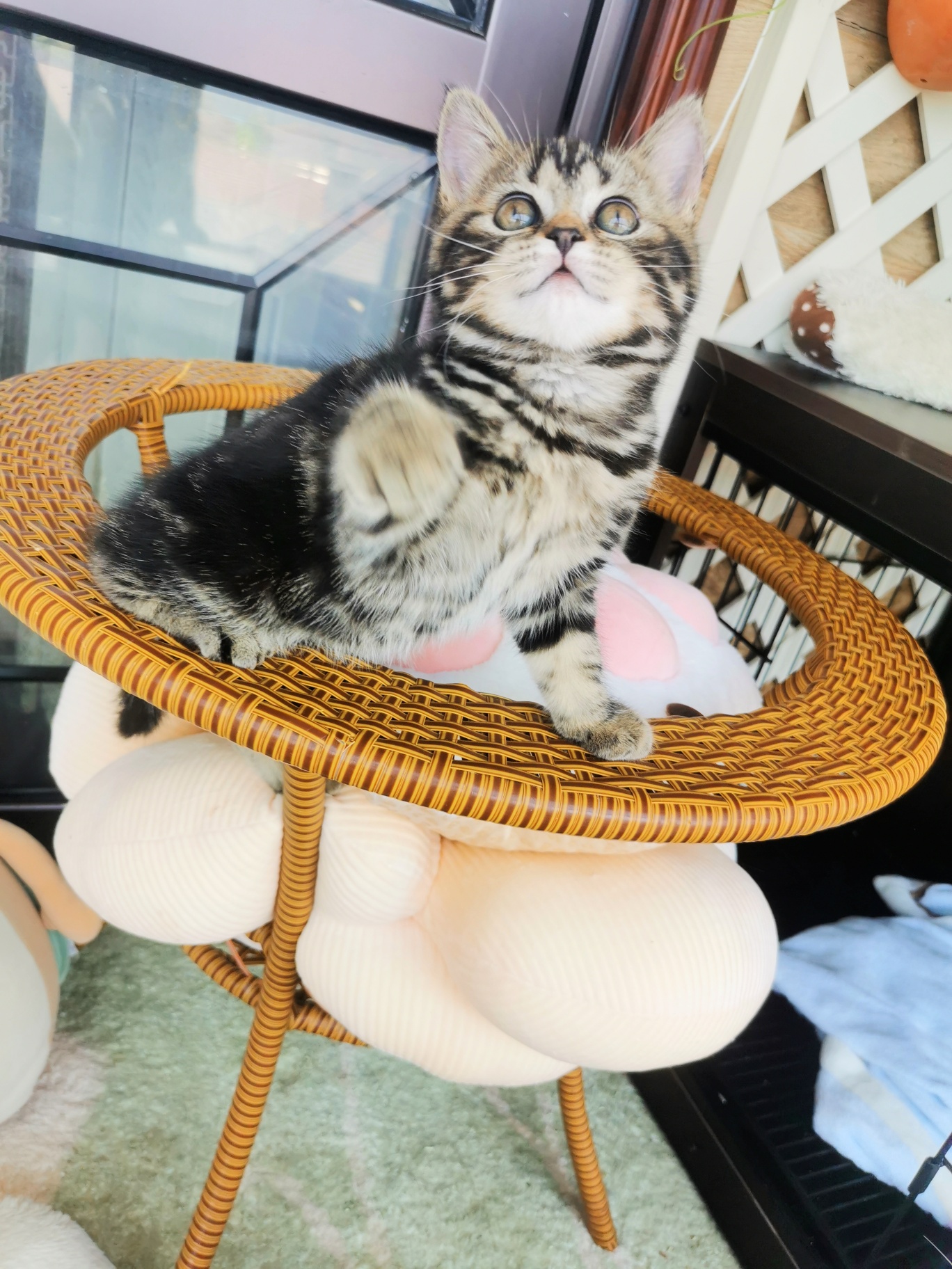 家养金虎斑小美短,喜欢的可以联系我