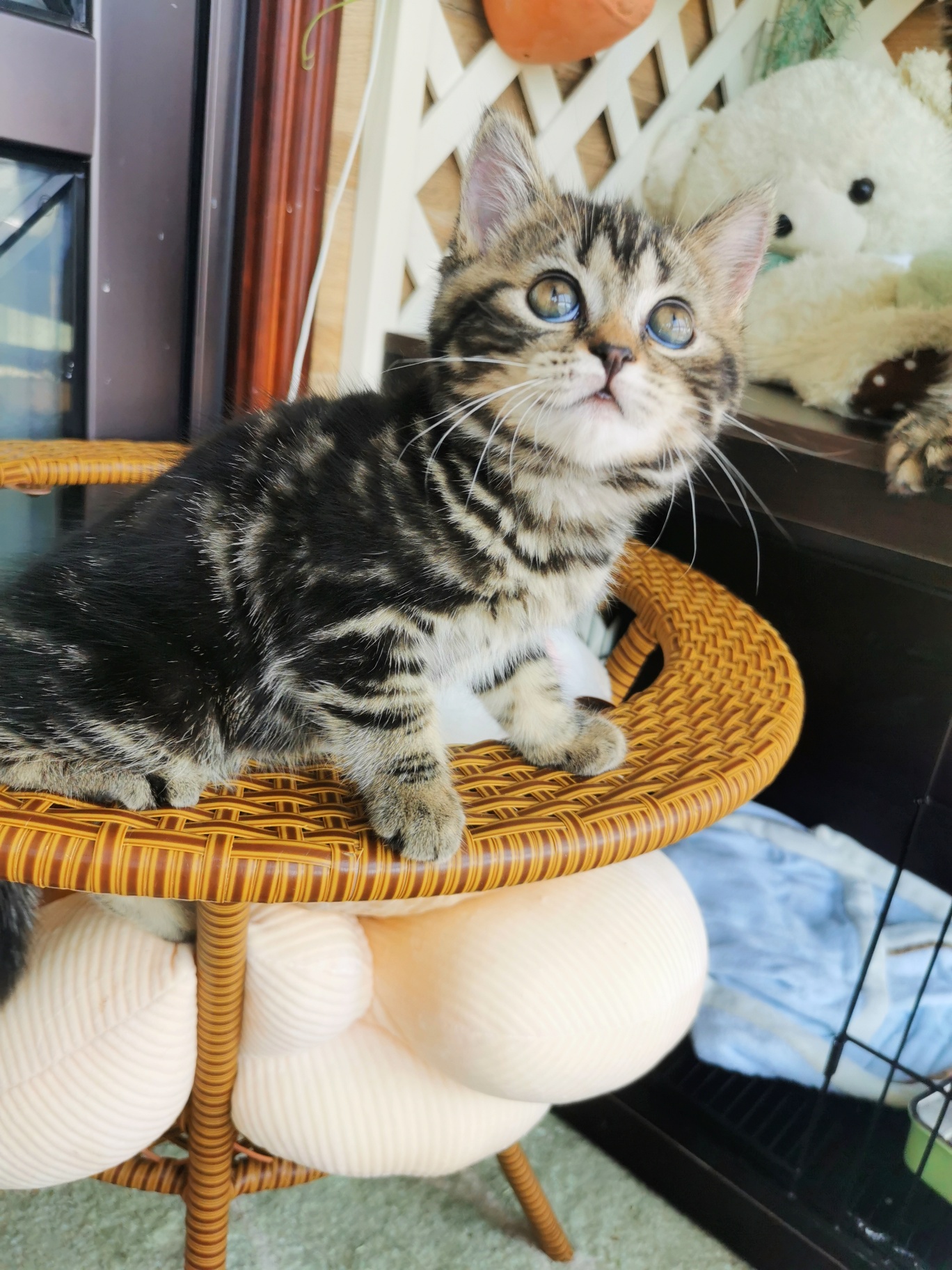 家有美段已长成