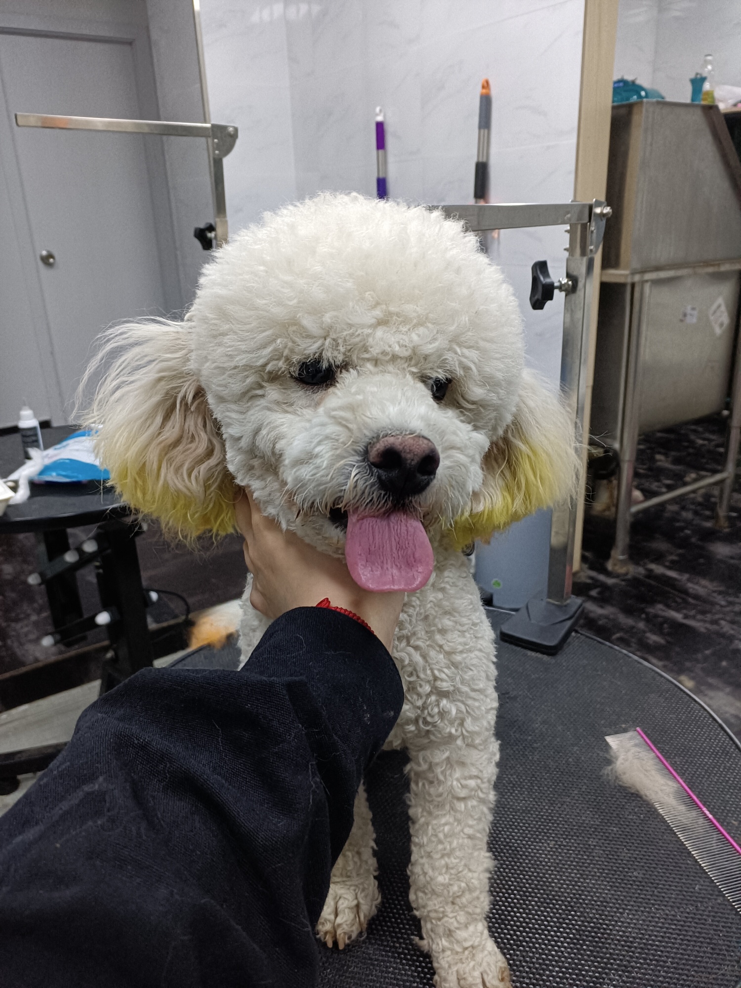 谁家的比熊丢了,耳朵上有染色,公的