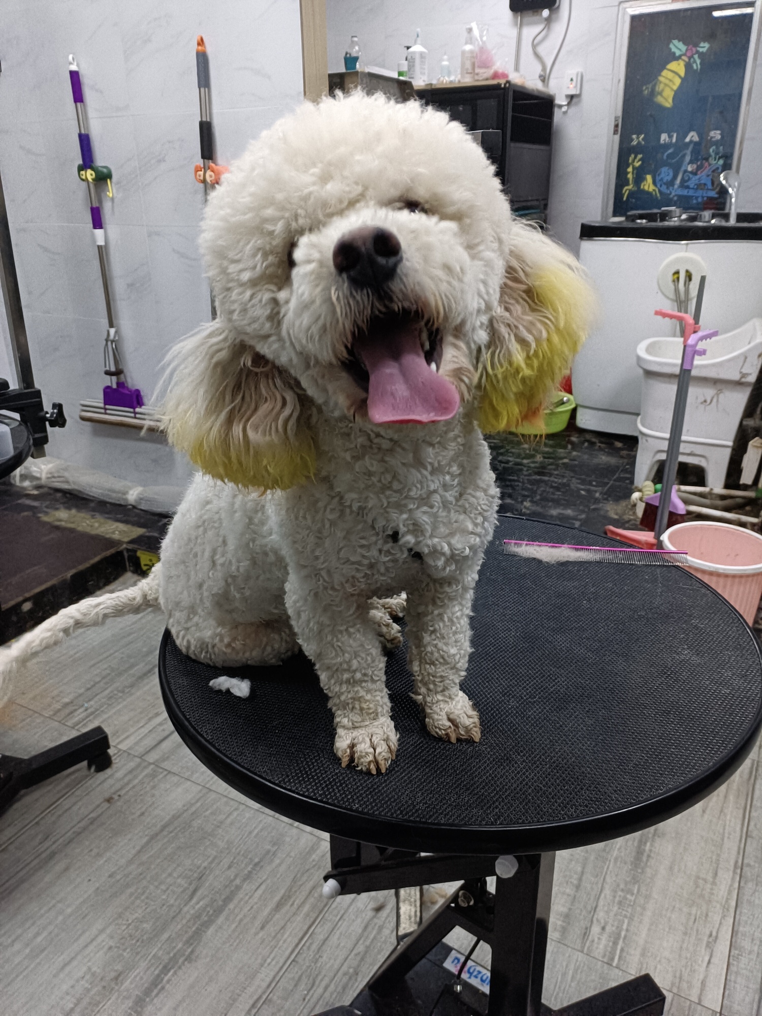 谁家的比熊丢了,耳朵上有染色,公的