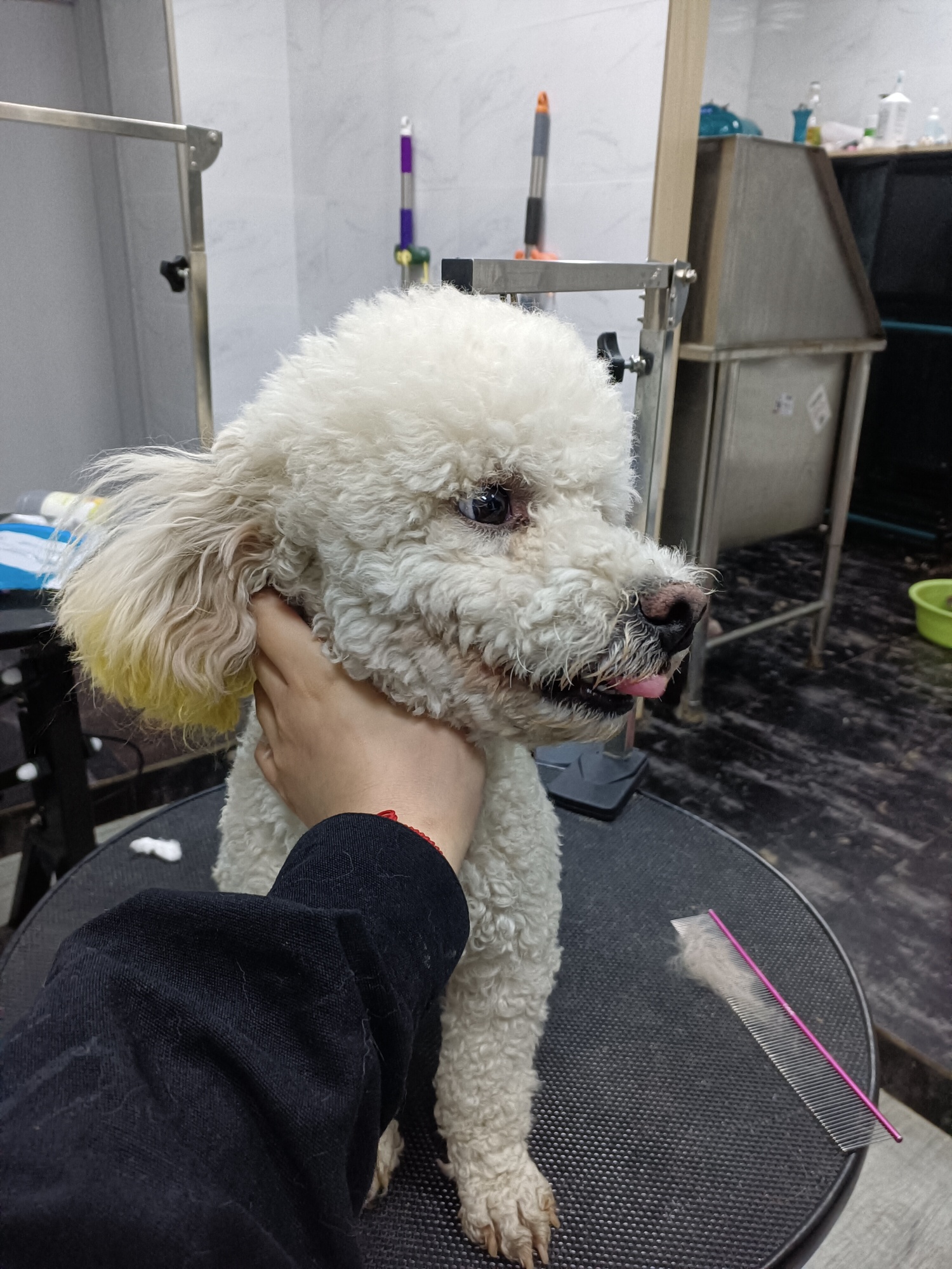 谁家的比熊丢了,耳朵上有染色,公的